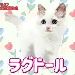 【 ラグドール 】ブルーの瞳とホワイトの被毛が美しいゴージャスレディが埼玉に登場