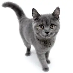 ブリティッシュショートヘア