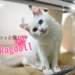【 ほっこり北通vol.159 】遊ぶ時も優しい、純白ラグドールちゃん