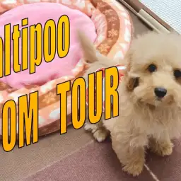 【 MIX 】大きいお部屋にお引越ししたマルプーちゃんのルームツアー！