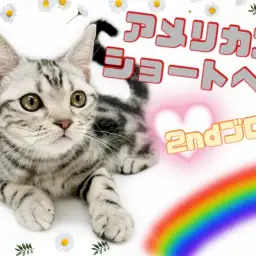 【 アメリカンショートヘア 】生後4ヶ月半!超甘えん坊な男の子の成長記録!