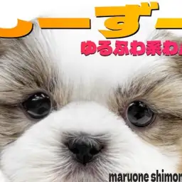 【 シーズー 】愛情を求めるアナタに!大田区に登場した初心者でも飼いやすい癒し系