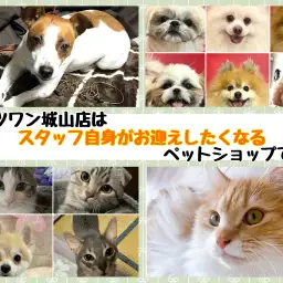 【 4組の犬猫のいる生活紹介 】スタッフが思わずお迎えしたくなる城山店