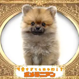 【 ポメラニアン 】もはや幻？！あっという間に家族が決まるたぬきポメラニアン