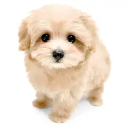 MIX（トイプードル×マルチーズ）