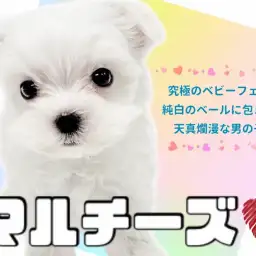 【 マルチーズ 】究極のベビーフェイス!純白のベールに包まれた激かわマルちゃん