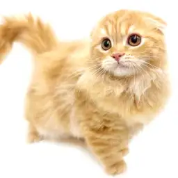 スコティッシュフォールド