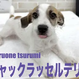 【 ジャックラッセルテリア 】2NDブログ、愛嬌たっぷりな男の子！