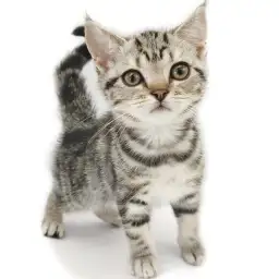 アメリカンショートヘア