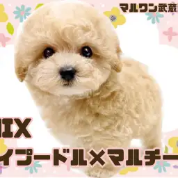 【 マルプー 】トイプードルとマルチーズの大人気MIXが埼玉浦和に登場!