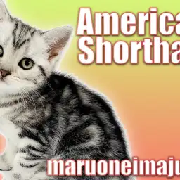 【 アメリカンショートヘア 】目ヂカラ最強の美猫!初心者必見の温厚ニャンコ!