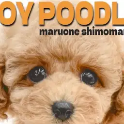 【 トイプードル 】おもちゃより人が大好き!アプリコットカラーの甘えん坊な女の子