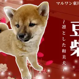 【 豆柴 】小さな和の宝石!気品と可愛さをまとった豆柴の女の子に注目