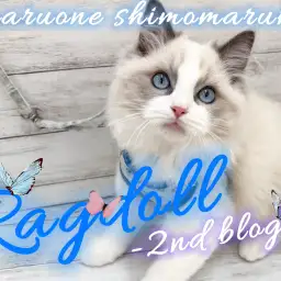 【 ラグドール 】見た目も性格も100点満点のイケメン大型猫種の2ndブログ!