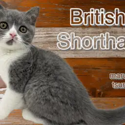 【 ブリティッシュショートヘア 】穏やかな性格！ブルー＆ホワイトのハチワレ模様！