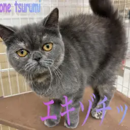 【 エキゾチック 】生後8ヶ月になりました！おっとりマイペースな女の子！