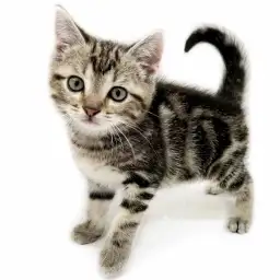 アメリカンショートヘア