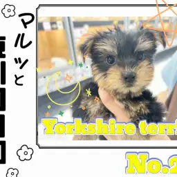 【 マルっと東川口日和No.29 】お風呂に挑戦するヨーキーちゃん！