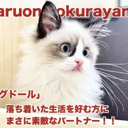 【 ラグドール 】ゆったりとした時間を過ごしたい方におすすめしたいプリンセス!