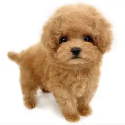 トイ・プードル