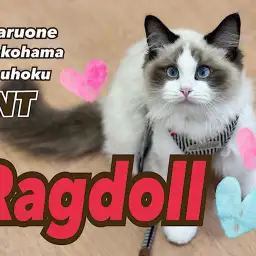 【 ラグドール 】生後145日、美しさ増し増し!リアルぬいぐるみニャンコ