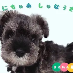 【 ミニチュアシュナウザー 】超甘えん坊な性格に甘いお顔の男の子が杉並区に登場!