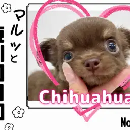 【 マルっと東川口日和No.35 】1人遊びが上手にできるチョコタンチワワ!