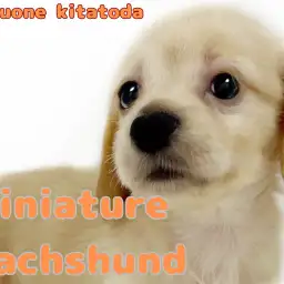 【 ミニチュアダックスフント 】愛らしいイエローカラーの女の子が北戸田に登場!