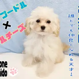 【 プーマル 】社会性抜群！穏やかな性格！誰とでも仲良しミックス犬！