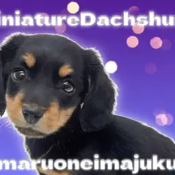 【 ミニチュアダックスフント 】超短足の癒し系!王道ブラックタンの甘えん坊!