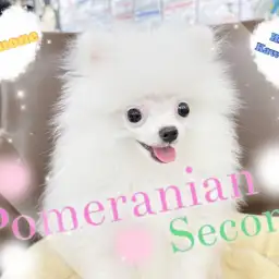 【 ポメラニアン 】生後4ヶ月を迎え大人への階段を昇り始めた小柄な超優秀わんこ!