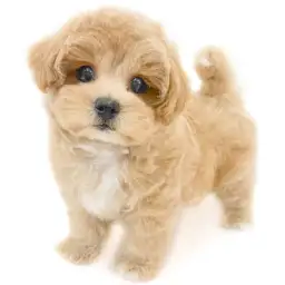 MIX（マルチーズ×トイプードル）