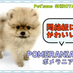 【 ポメラニアン 】癒されること間違いなし！悶絶級に可愛いポメちゃん降臨