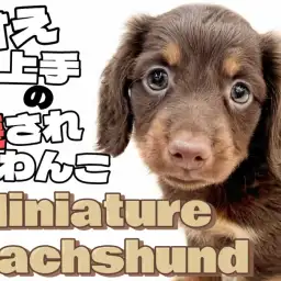 【 ダックスフント 】チョコタンカラーの短足ワンコ!甘えん坊な性格は愛嬌の塊!