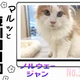 【 マルっと東川口日和No.37 】ノルくんの毎日ルーティンに密着!