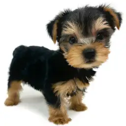 ヨークシャーテリア