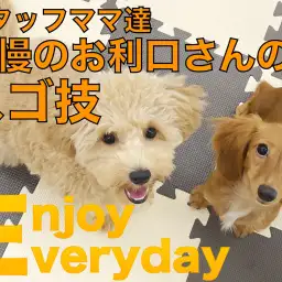 【 ダックス&マルプー 】社交性・社会性トップクラスの先輩たちのスゴ技!