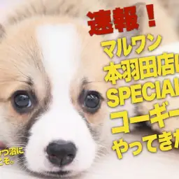 【 コーギー速報! 】マルワン本羽田店にスペシャルな子犬ちゃんがやってきました!