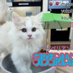 【 サイベリアン 】サイベリアンくんBlog第2弾、成長記録！