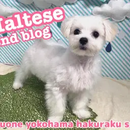 【 マルチーズ 】人懐っこく甘え上手な純白の天使の成長記録!