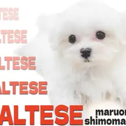 【 マルチーズ 】マズル短めのドワーフ体型が特徴的な純白の子犬が大田区に登場!