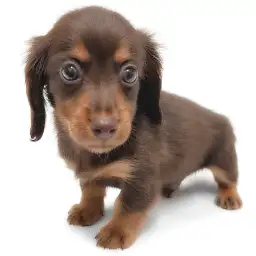 ミニチュア・ダックスフント