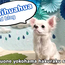 【 チワワ 】甘え上手は健在!好奇心旺盛BOY