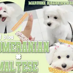 【 MIX 】3rd成長ブログ!おて・おすわりを数分でマスターしたポメマルちゃん