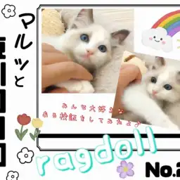 【 マルっと東川口日和No.22 】温厚ラグちゃんの可愛すぎる遊び姿にご注目!