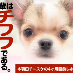 【 チワワ 】生後4ヶ月直前レポート!〜吾輩はチワワである。〜