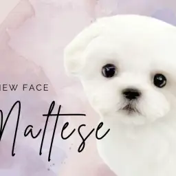 【 マルチーズ 】困りフェイスで皆に笑顔をお届け！マルチーズが志村坂下店に登場