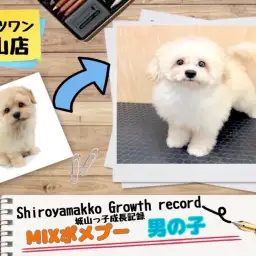 【 MIX 】 ポメプーの城山っ子成長報告!2025年6月2日