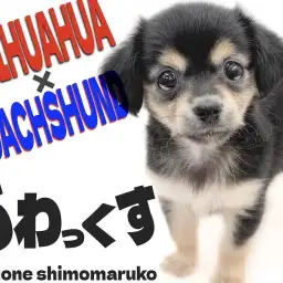 【 チワックス 】チワワとダックスの愛らしさをギュッと兼ね揃えたアイドル系MIX