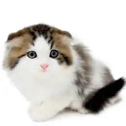 スコティッシュフォールド